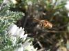 Rhodanthidium sticticum